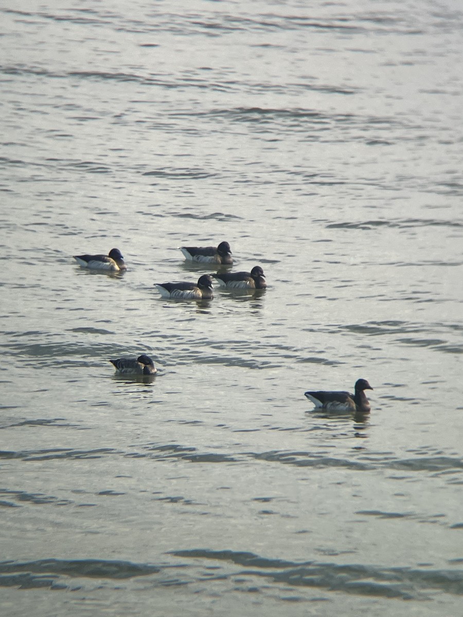 Brant - ML646986045
