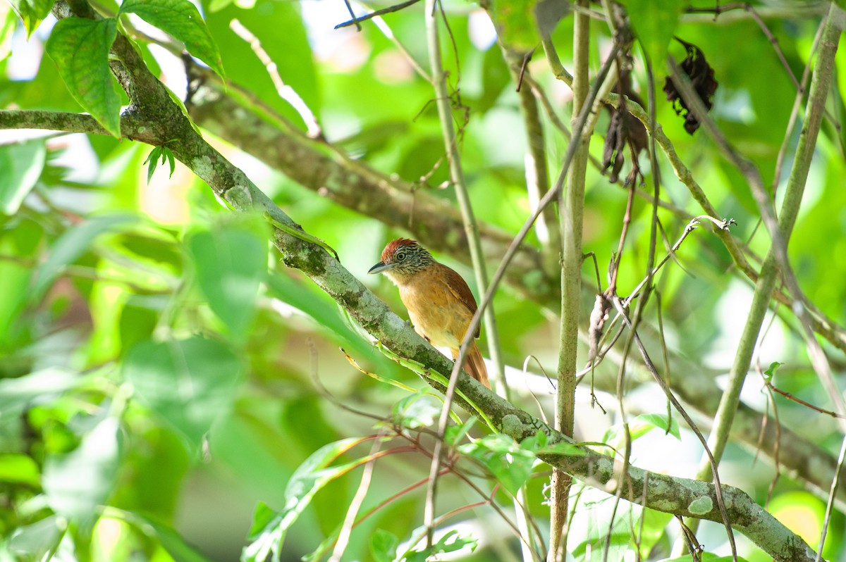 Barred Antshrike - ML646986046