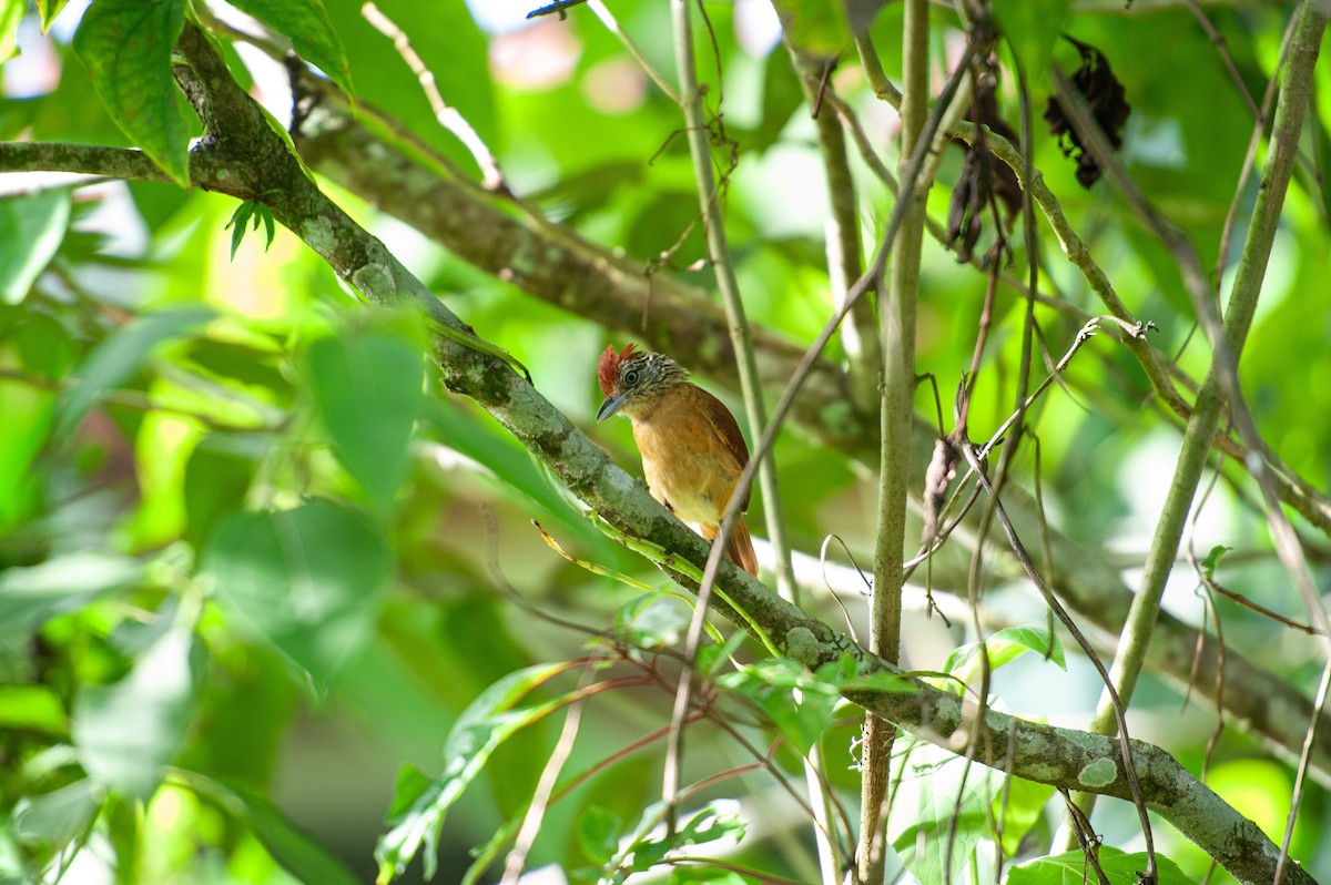 Barred Antshrike - ML646986047