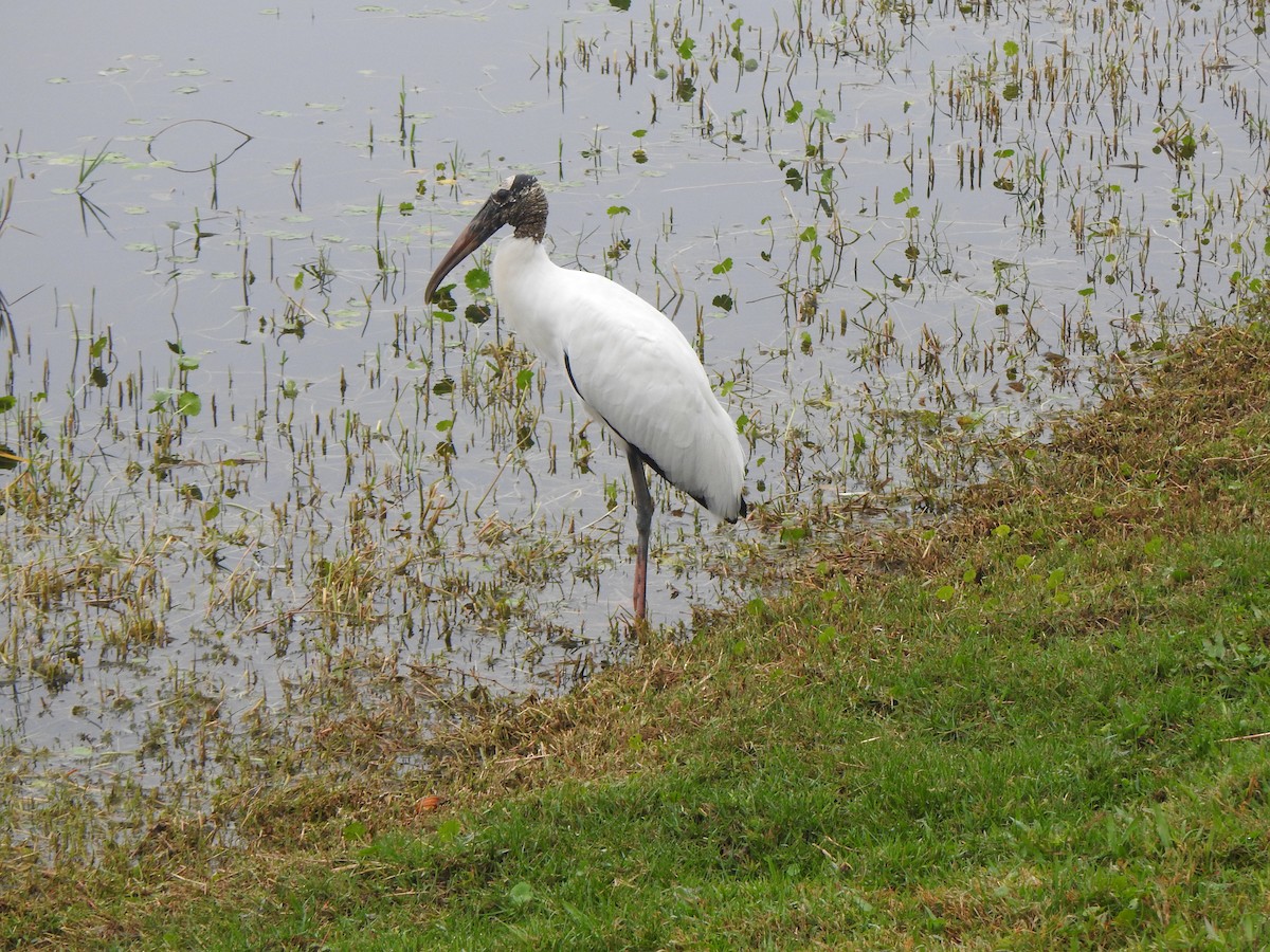 アメリカトキコウ - ML646986048