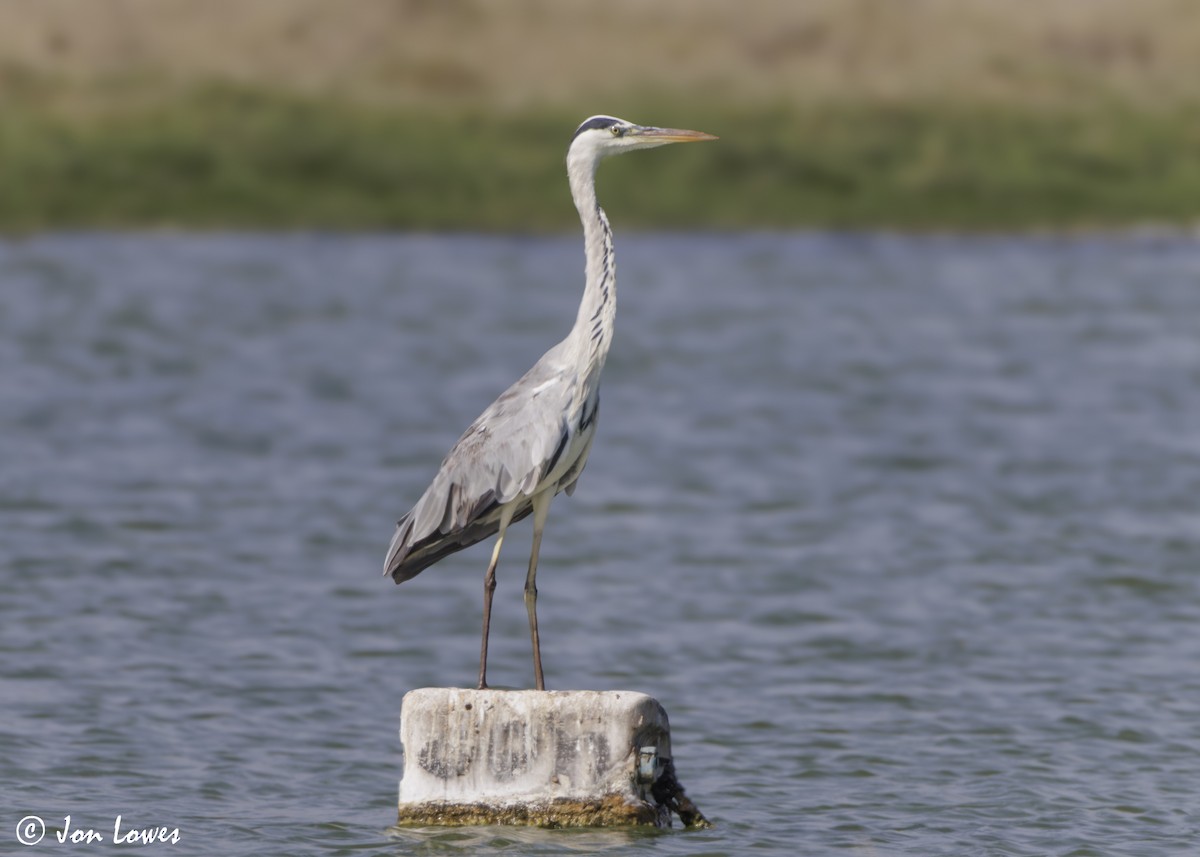 Koartza hauskara (cinerea/jouyi) - ML646986049