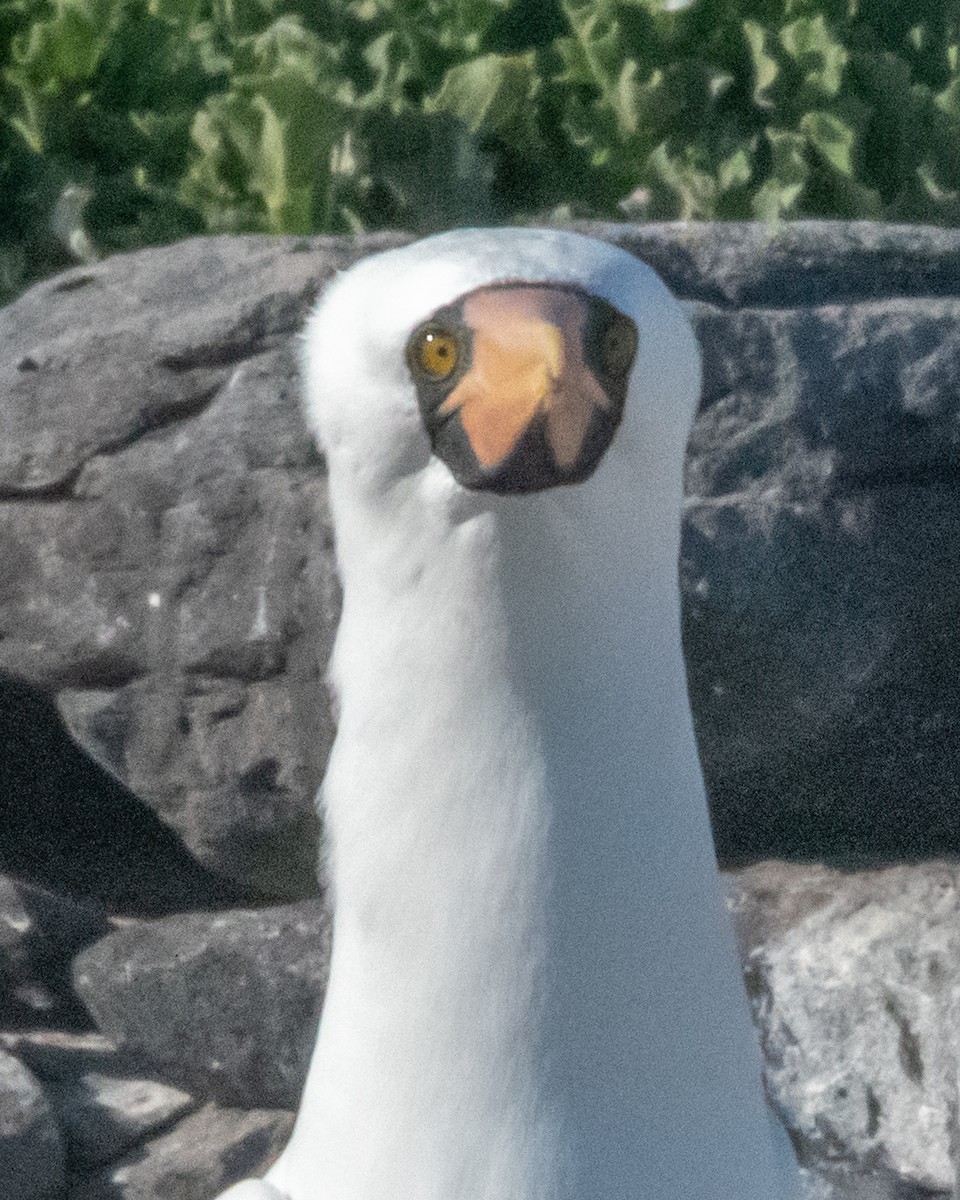 Nazcatölpel - ML646986050