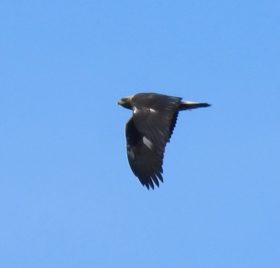 Golden Eagle - ML646986053