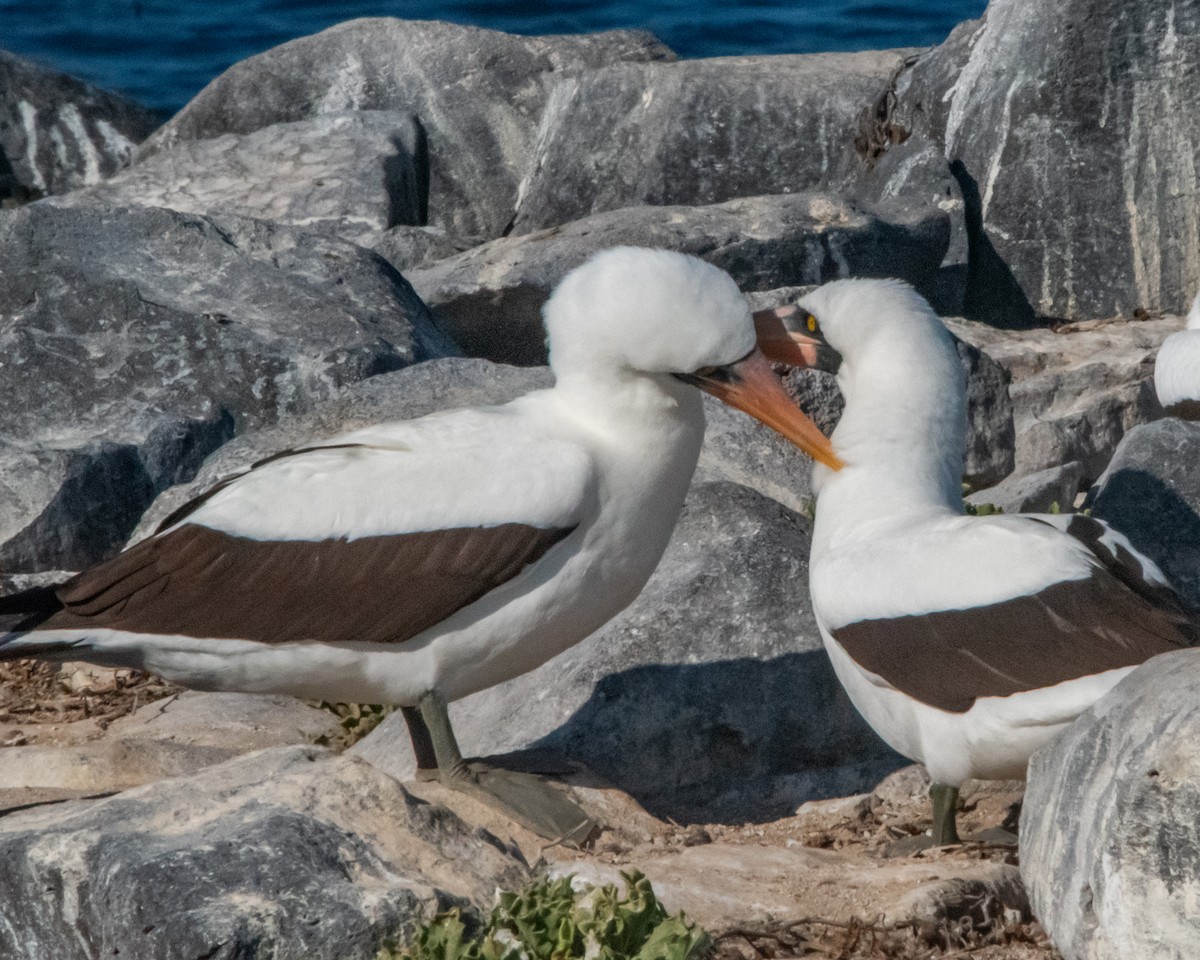 Nazcatölpel - ML646986056