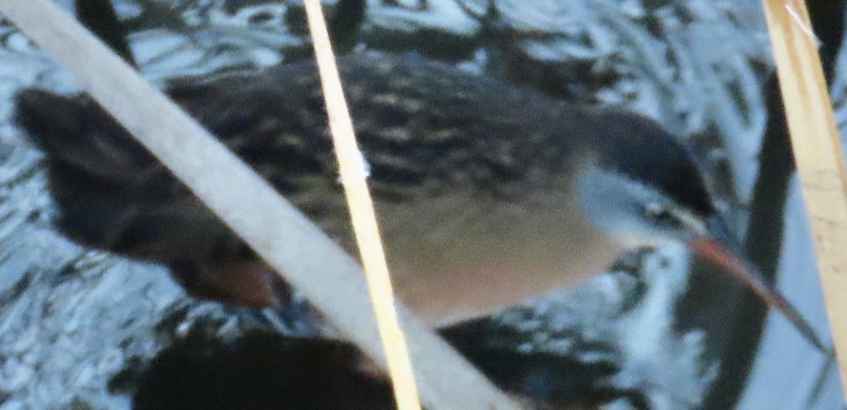 Virginia Rail - ML646986057