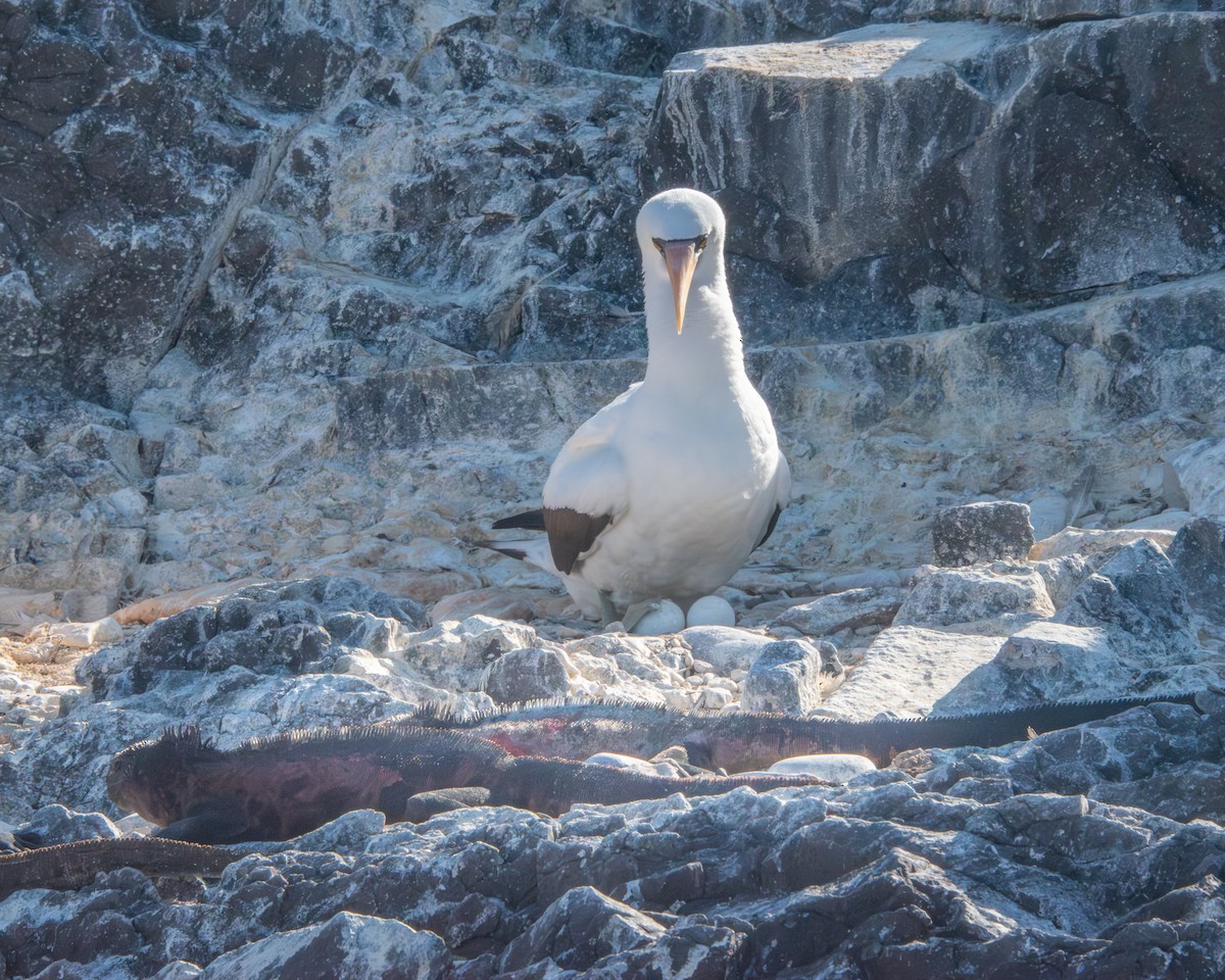 Nazcatölpel - ML646986058