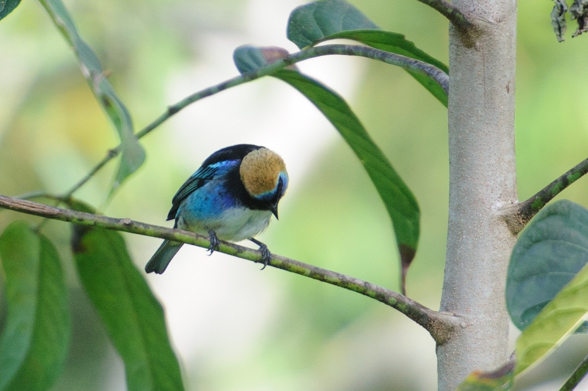 Golden-hooded Tanager - ML646986061
