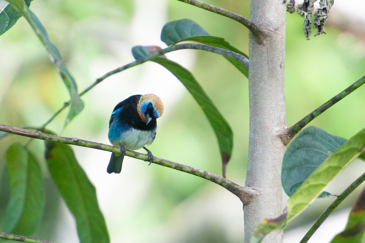 Golden-hooded Tanager - ML646986062