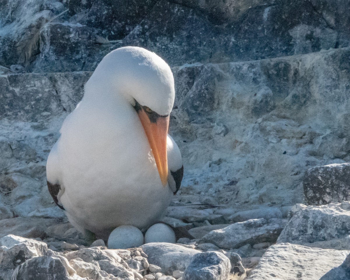 Nazcatölpel - ML646986063