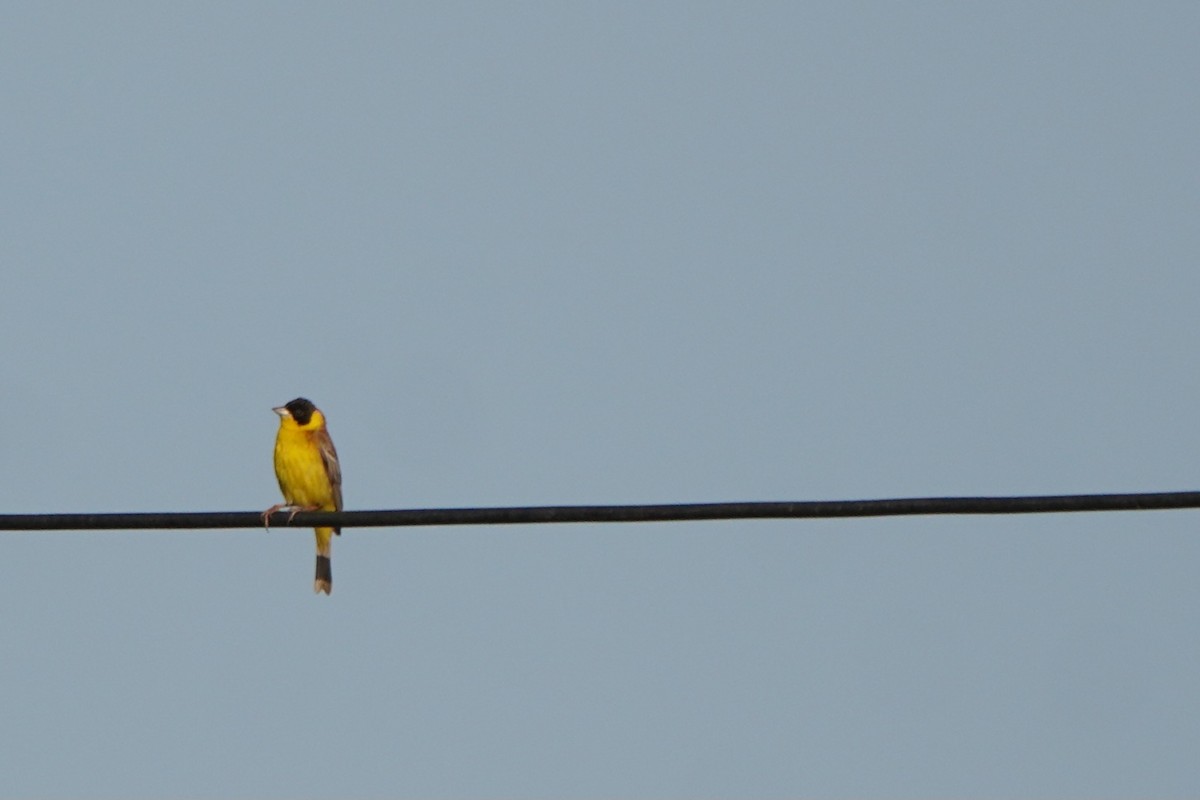 Black-headed Bunting - ML646986064
