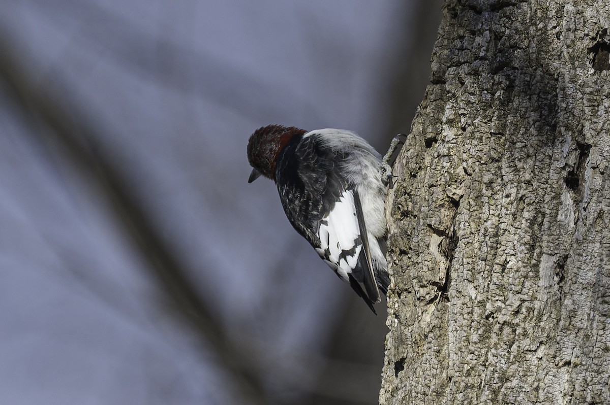 Red-headed Woodpecker - ML646986068