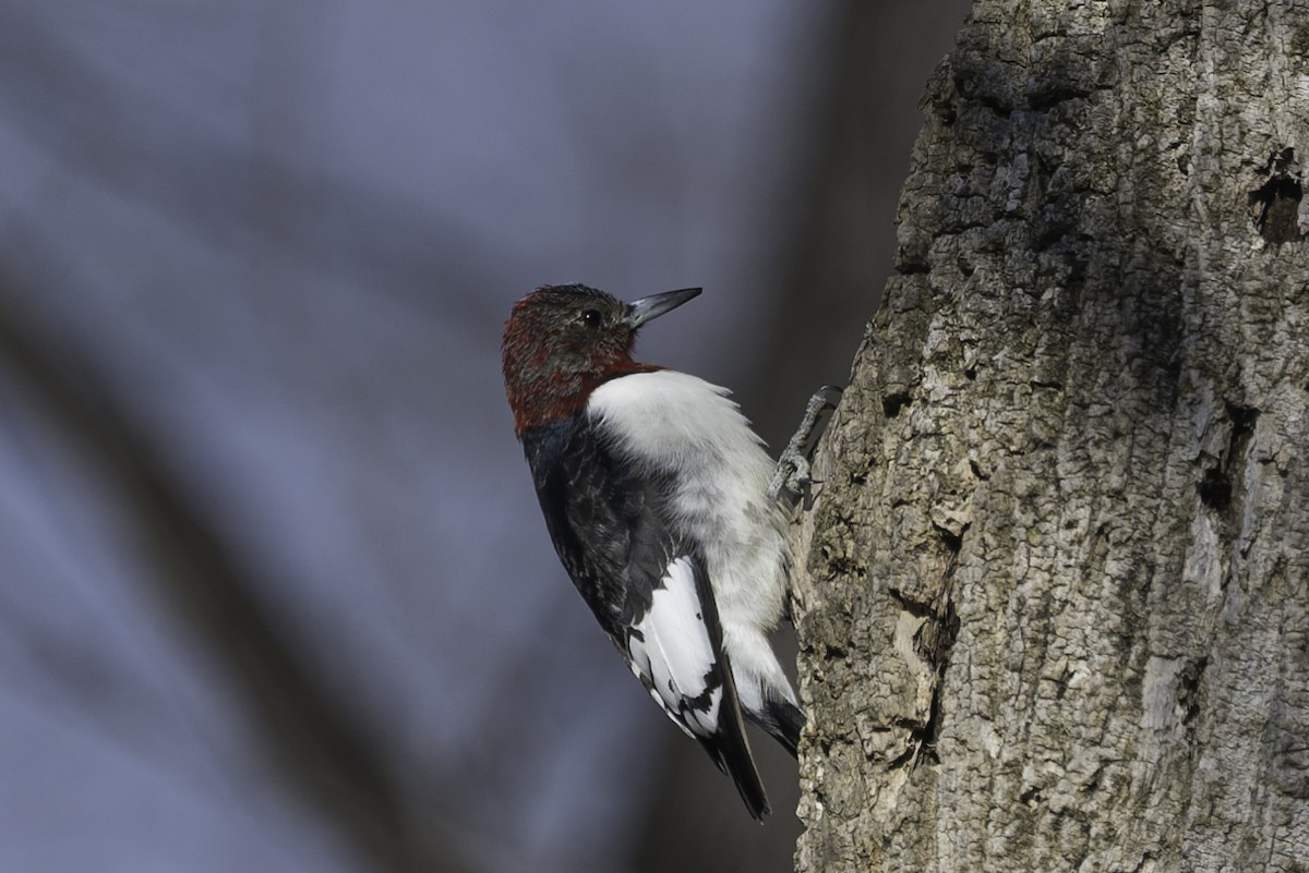 Red-headed Woodpecker - ML646986069