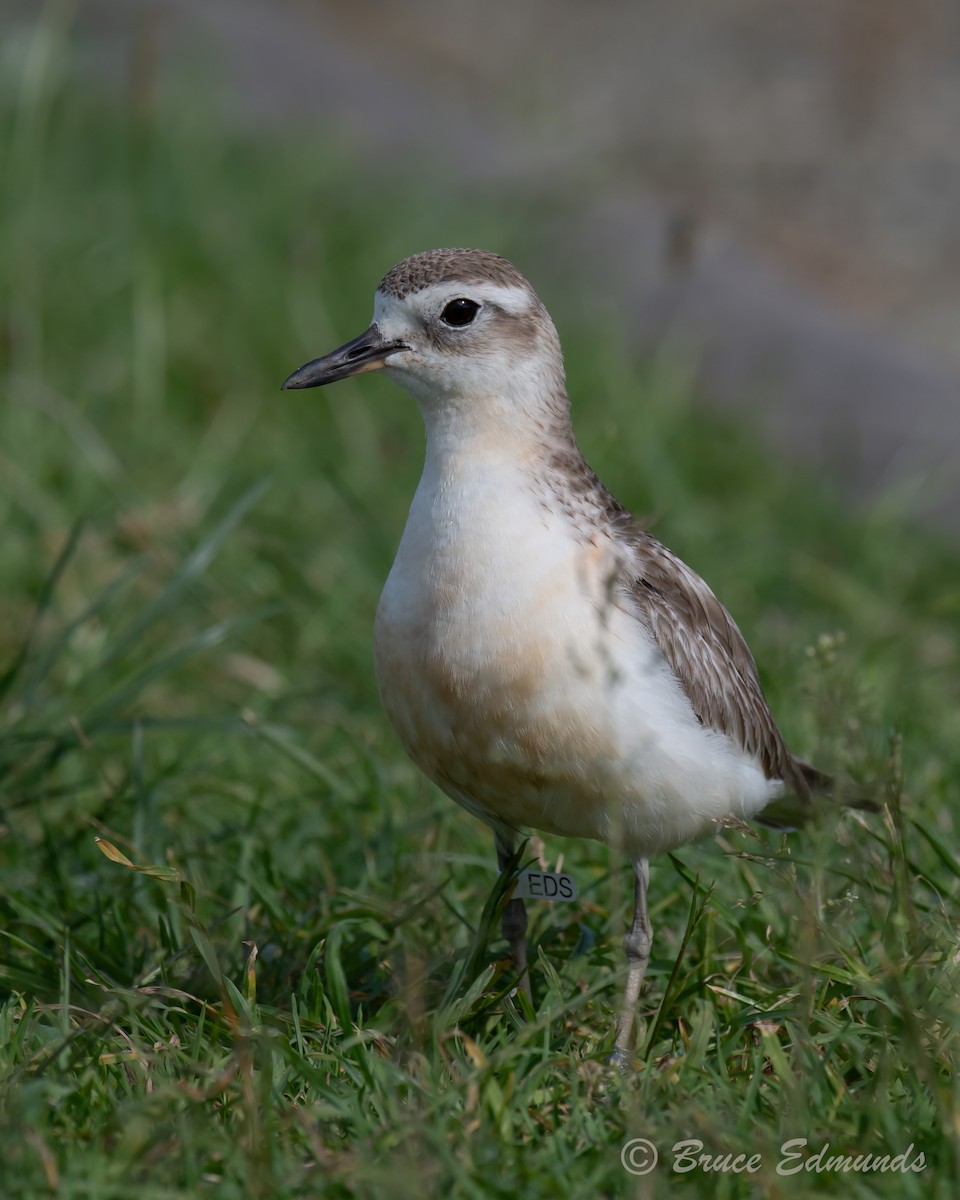 Red-breasted Dotterel - ML646986073