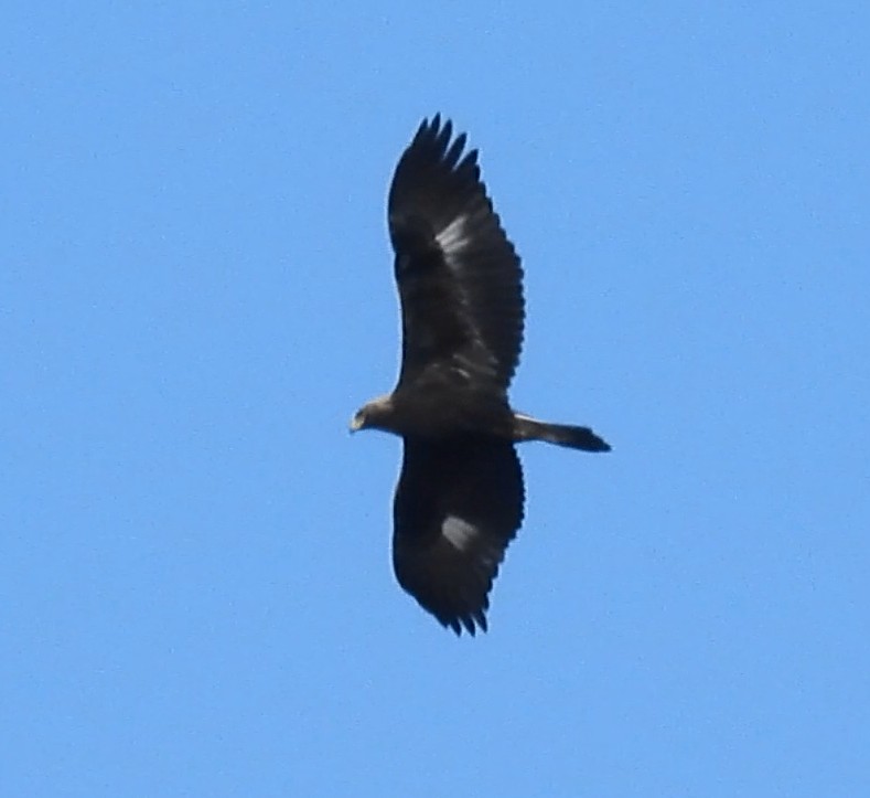 Golden Eagle - ML646986075