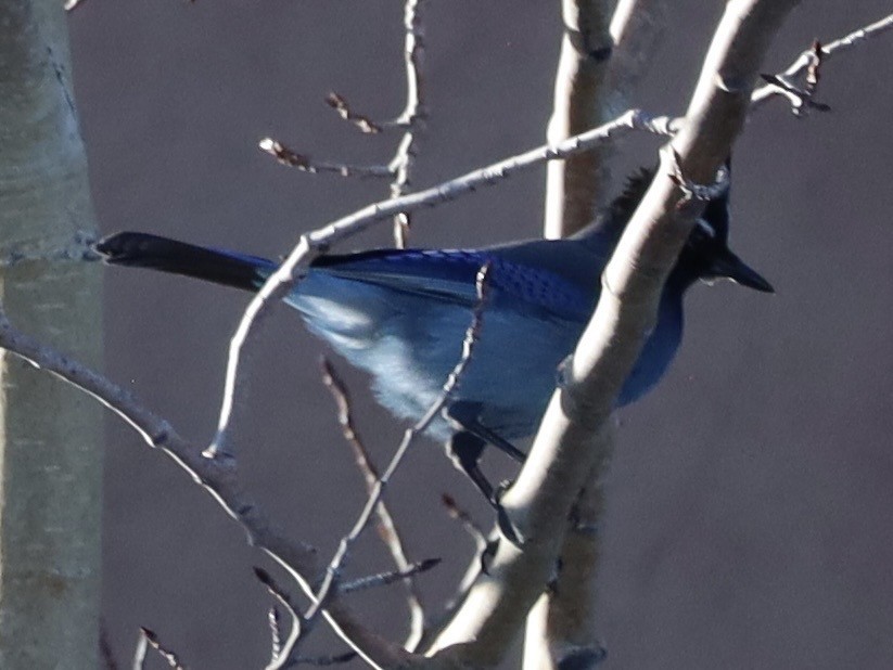 Steller Kargası - ML646986077