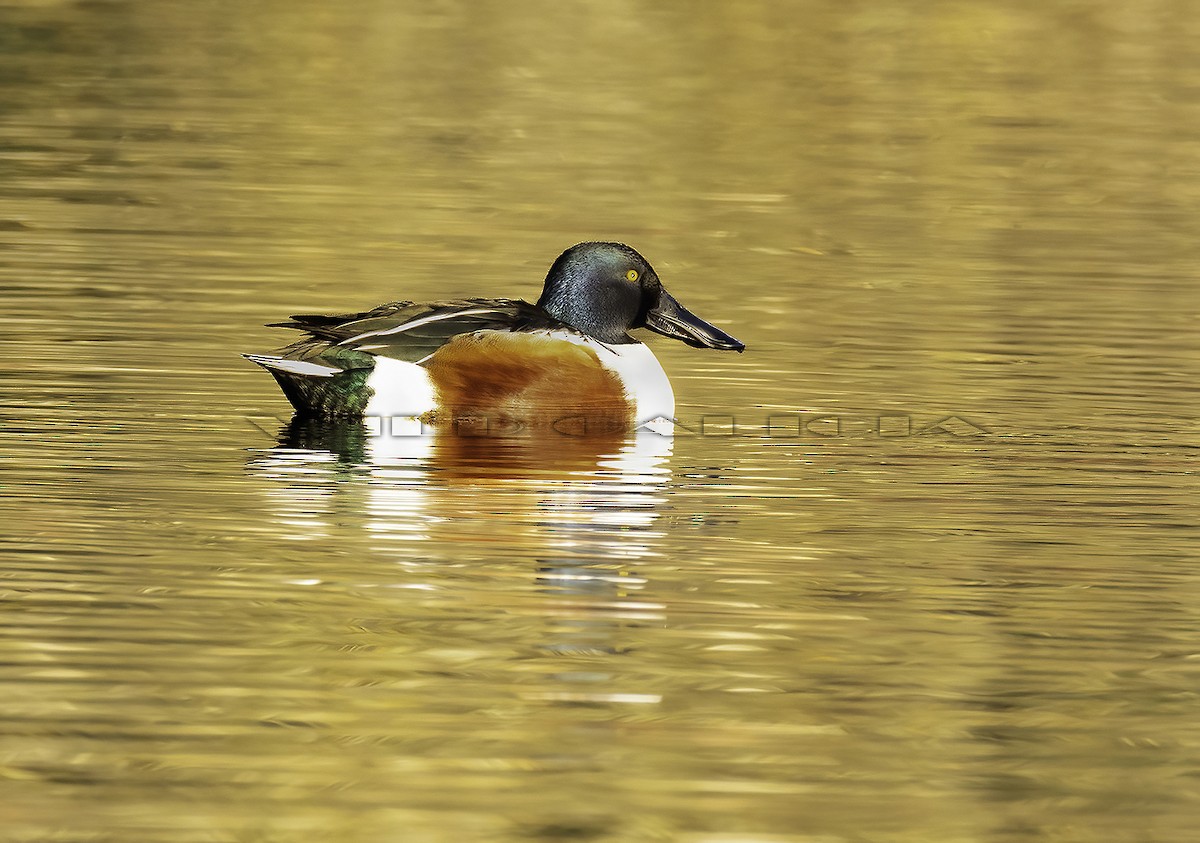 lžičák pestrý - ML646986079