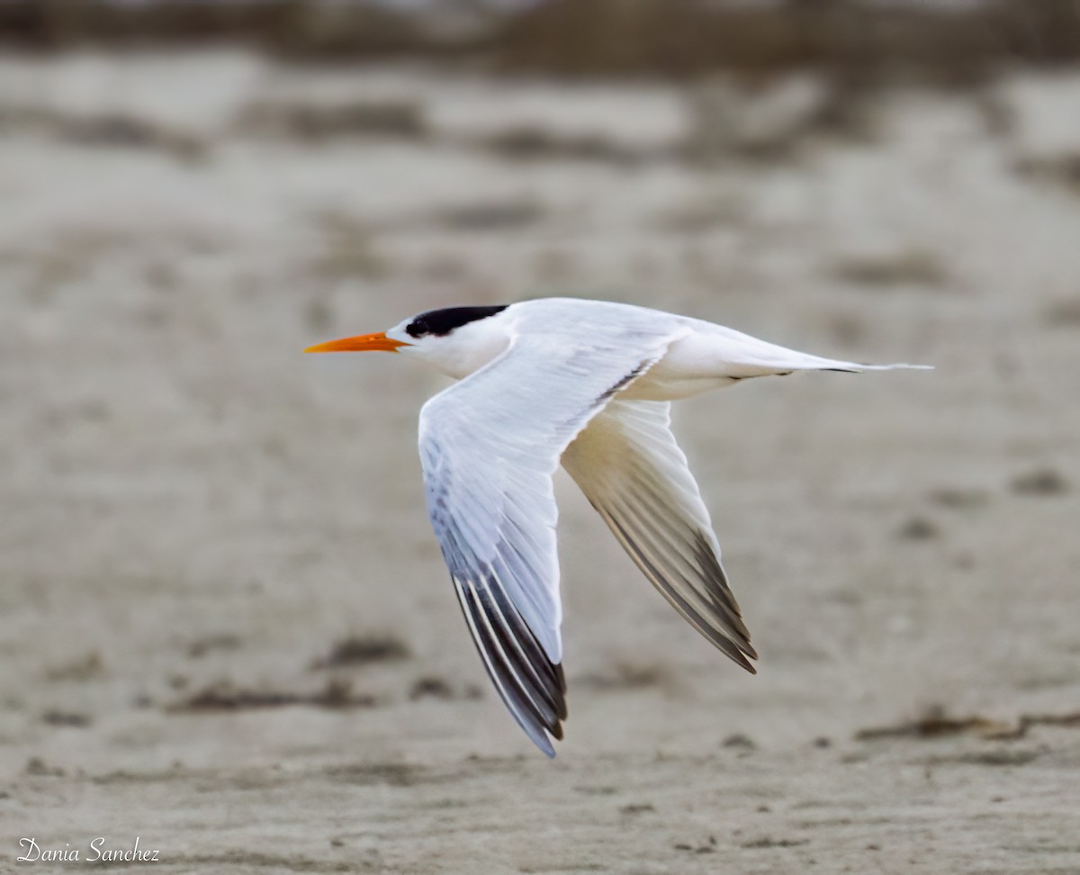 Elegant Tern - ML646986080