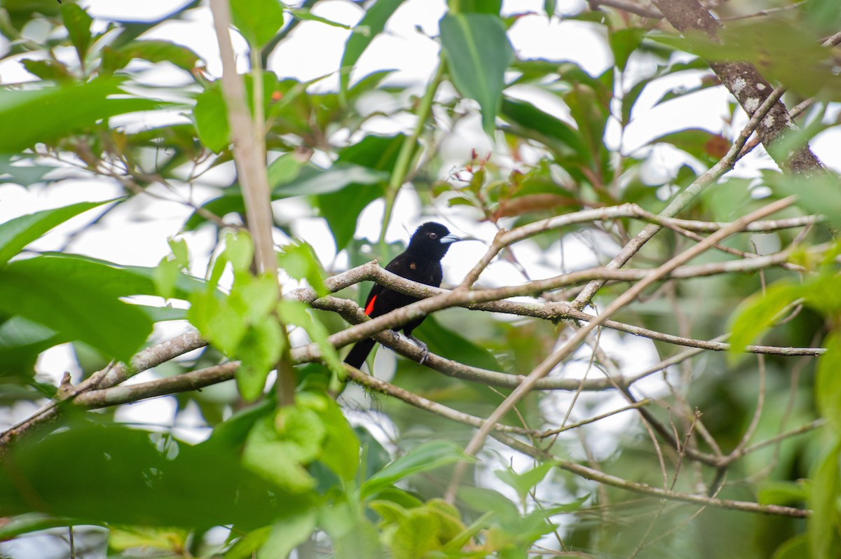 Scarlet-rumped Tanager - ML646986081