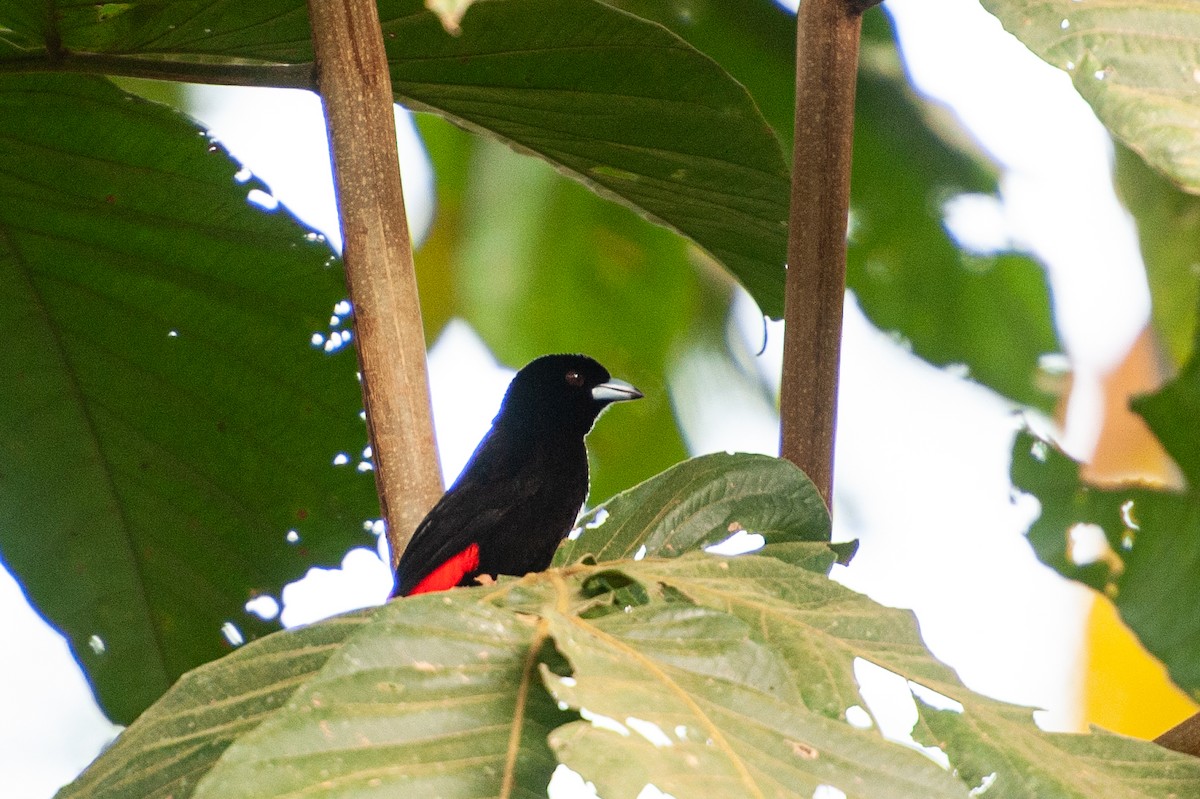 Scarlet-rumped Tanager - ML646986082