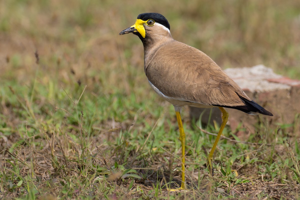 Yellow-wattled Lapwing - ML646986083