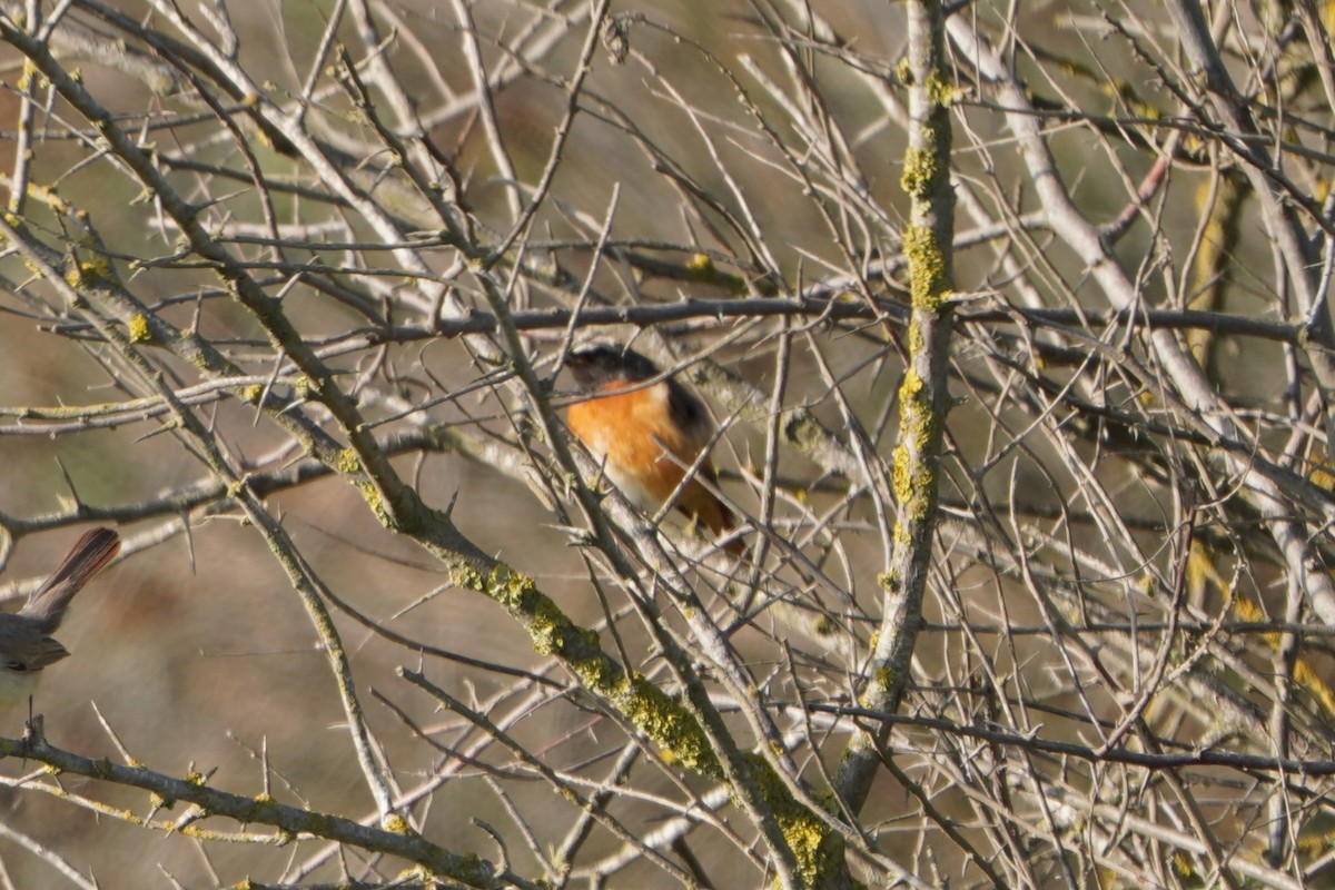 Common Redstart - ML646986087