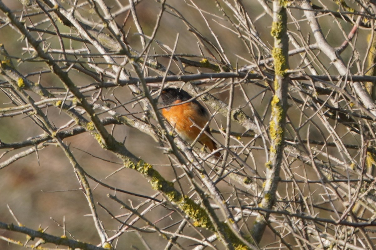 Common Redstart - ML646986088