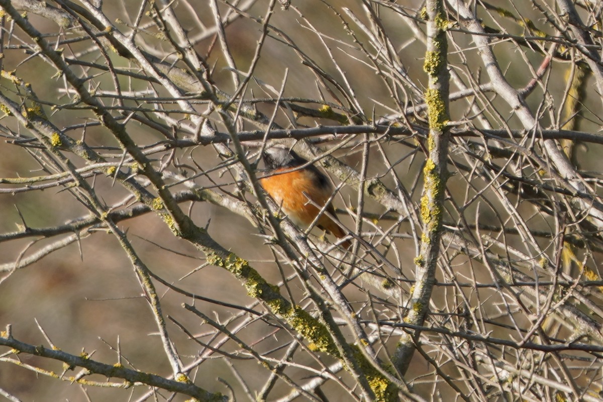 Common Redstart - ML646986090