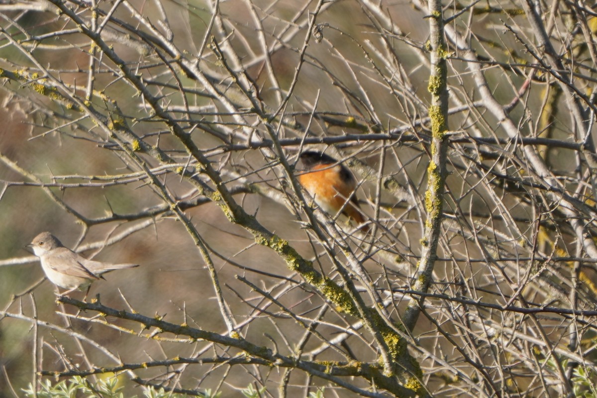 Common Redstart - ML646986091