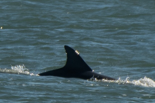 Tamanend's Bottlenose Dolphin - ML646986092