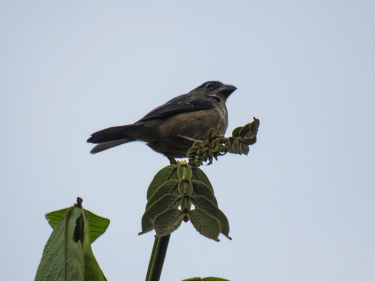 Large-billed Seed-Finch - ML646986093