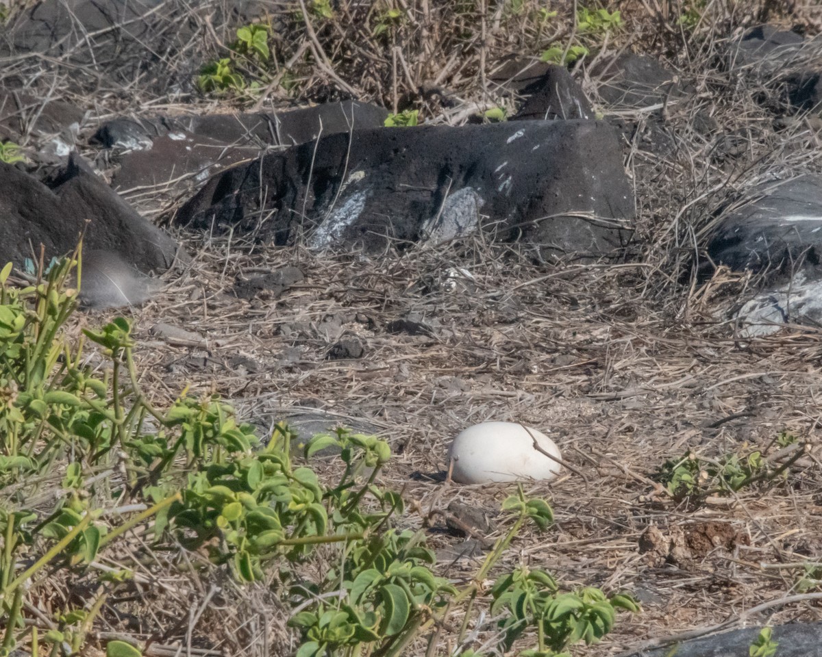 Waved Albatross - ML646986096