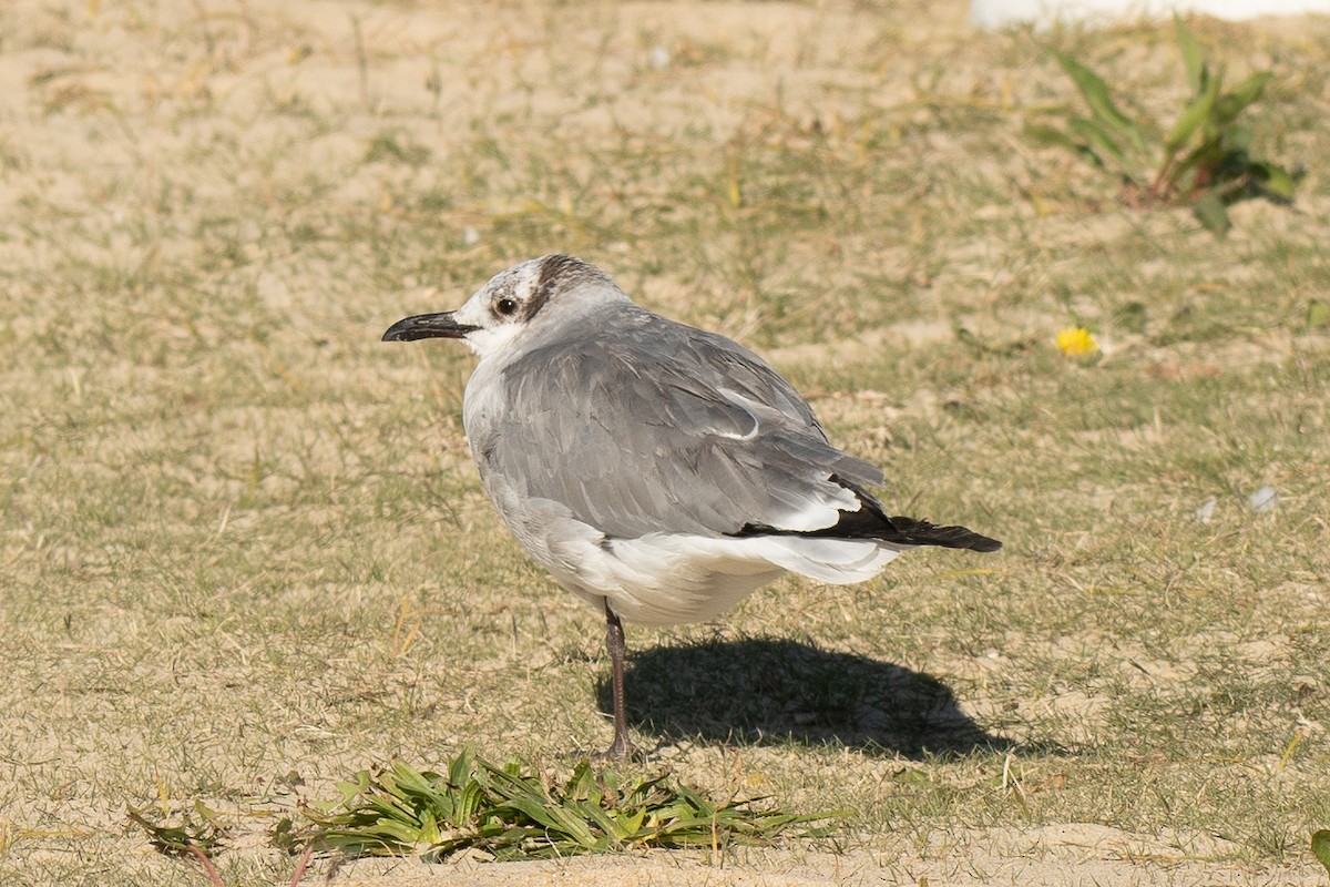 Laughing Gull - ML646986097