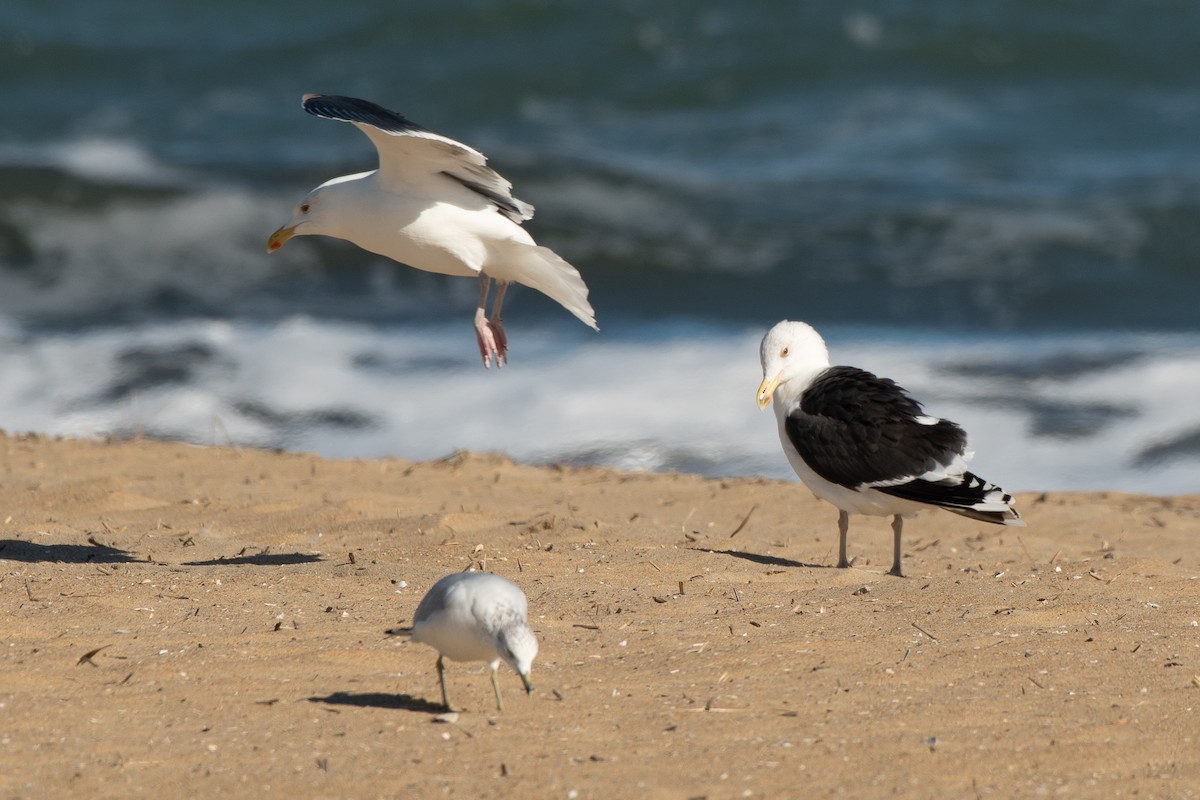 Great Black-backed Gull - ML646986102