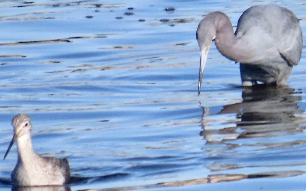 Little Blue Heron - ML646986103
