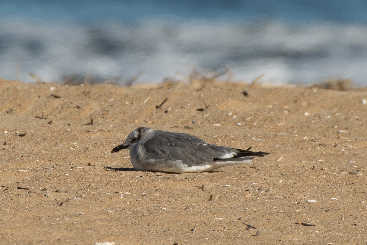 Laughing Gull - ML646986104