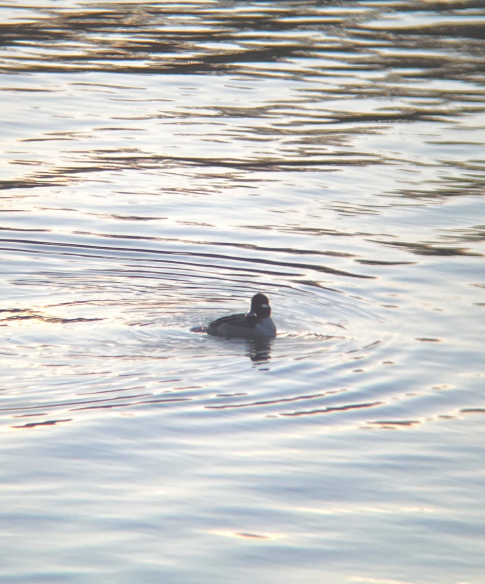 Bufflehead - ML646986106
