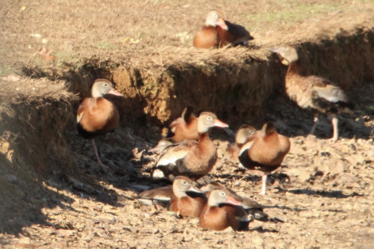 Kara Karınlı Islıkçı Ördek - ML646986107