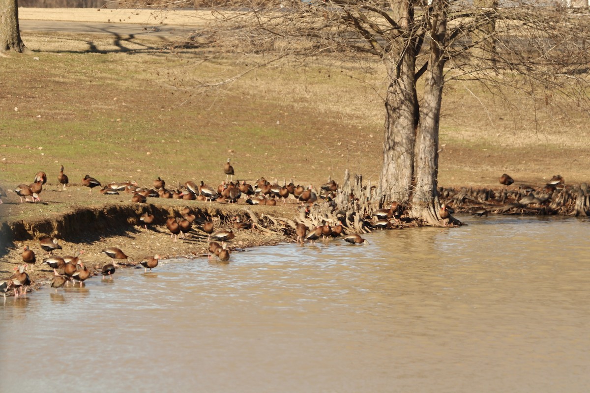 Kara Karınlı Islıkçı Ördek - ML646986108