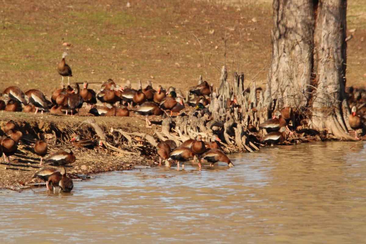 Kara Karınlı Islıkçı Ördek - ML646986109