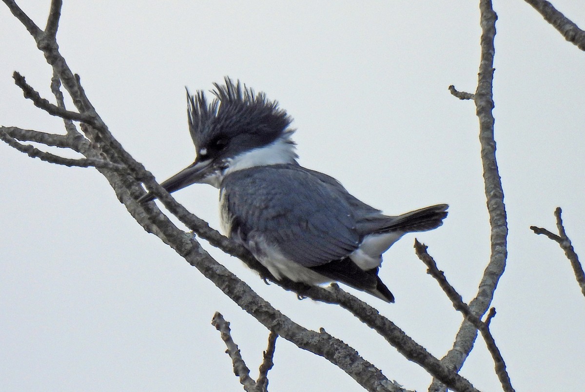 Belted Kingfisher - ML646986110