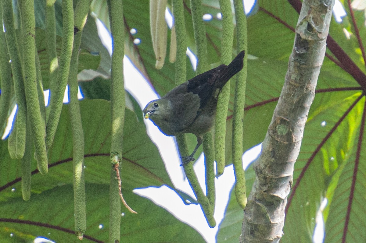 Palm Tanager - ML646986112