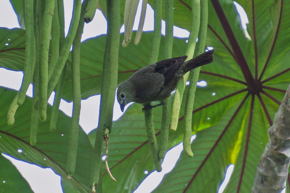 Palm Tanager - ML646986113