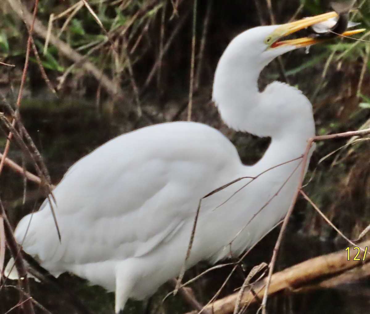 Great Egret - ML646986115