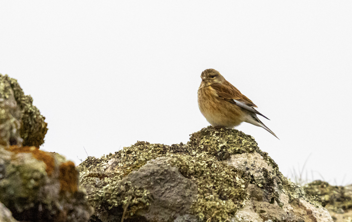 Eurasian Linnet - ML646986117