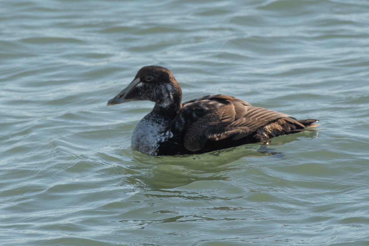 Common Eider - ML646986118