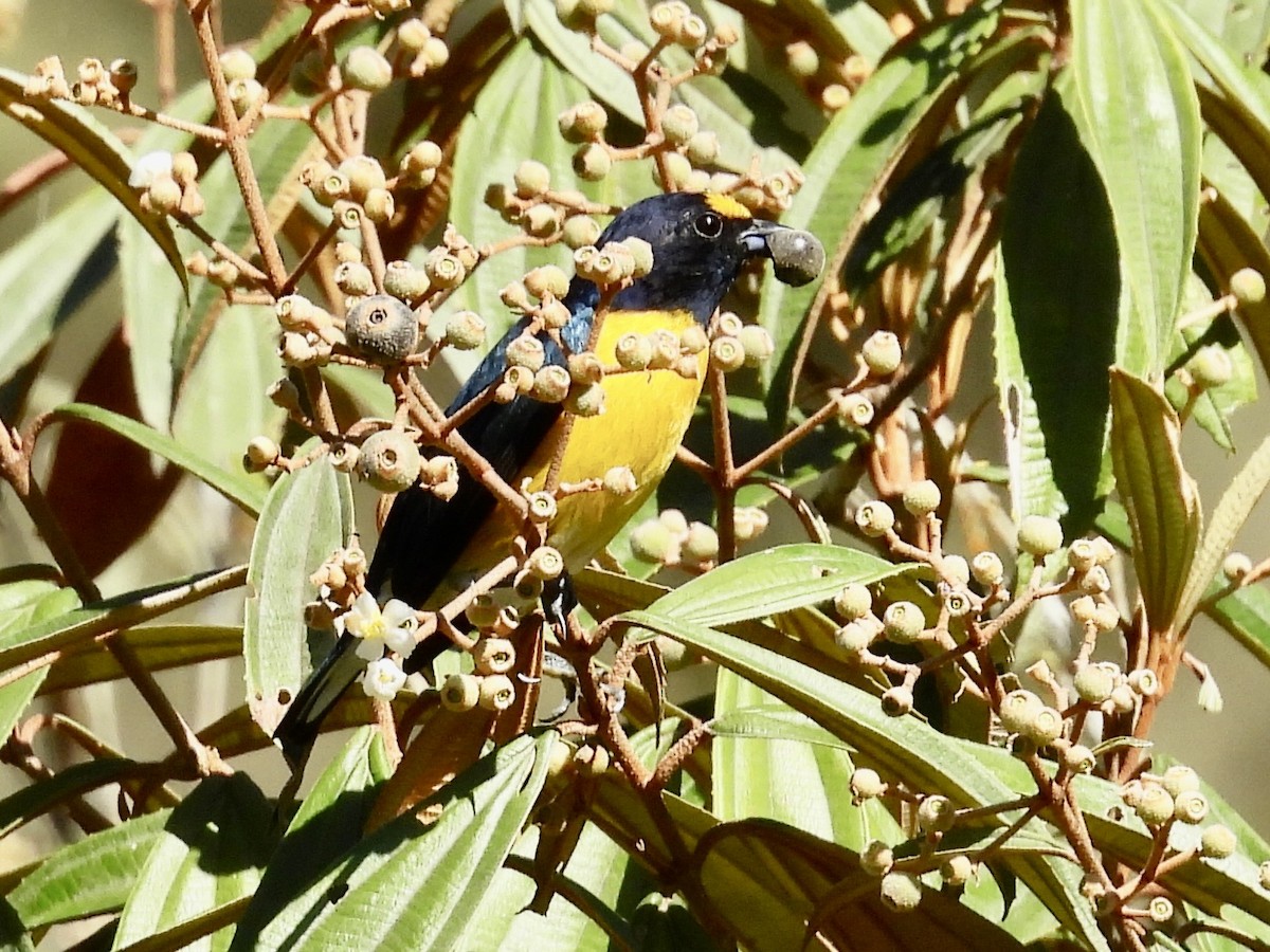 White-vented Euphonia - ML646986119