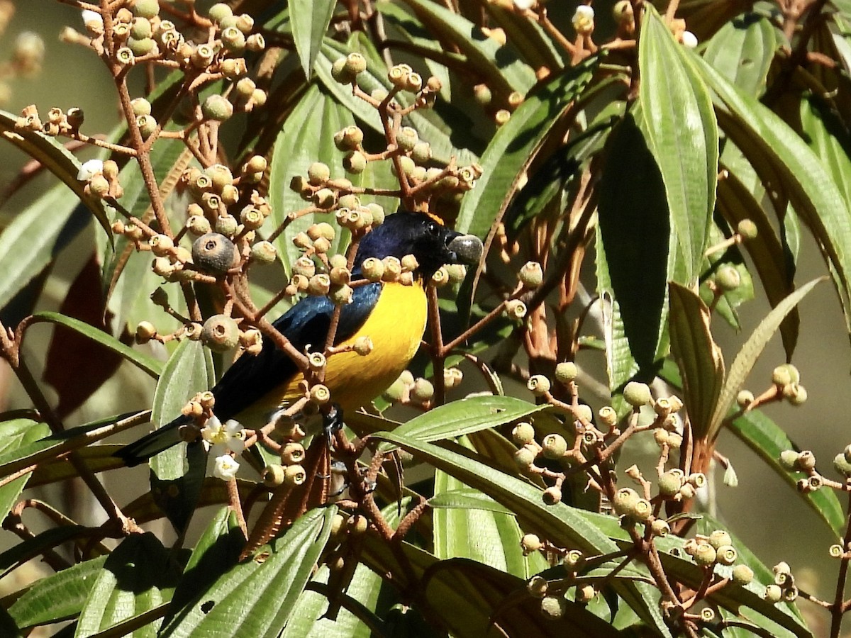 White-vented Euphonia - ML646986120