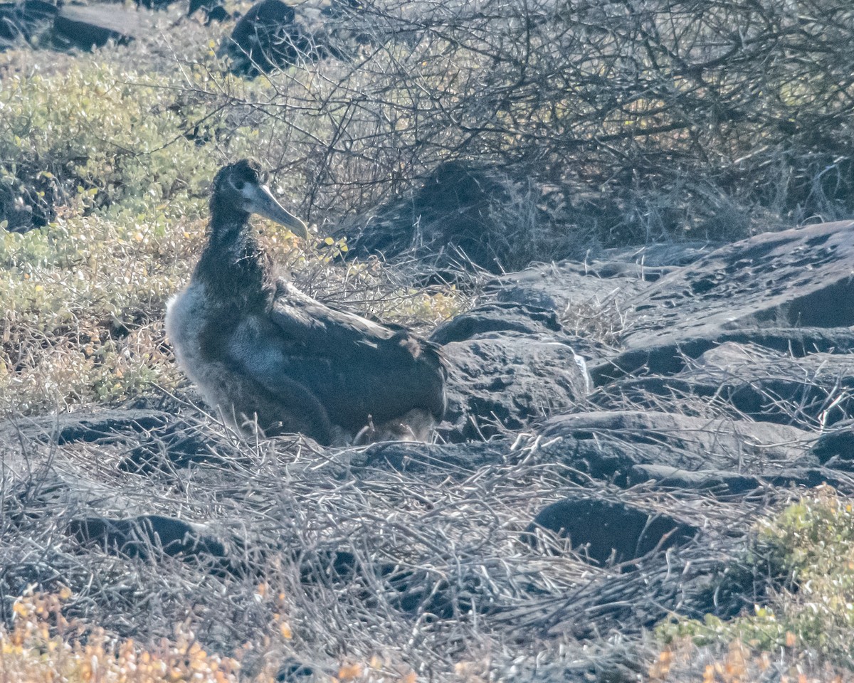 Waved Albatross - ML646986121