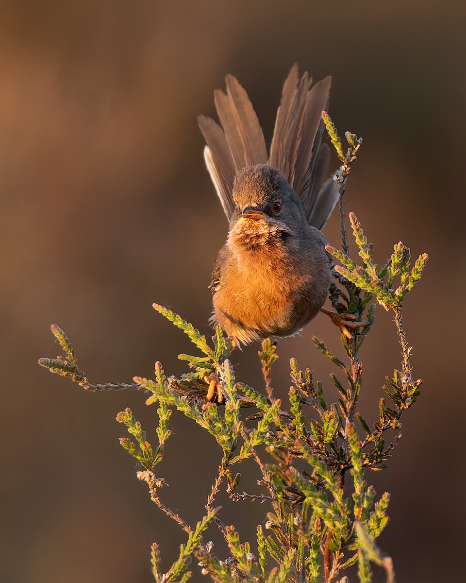 Fauvette pitchou - ML646986122