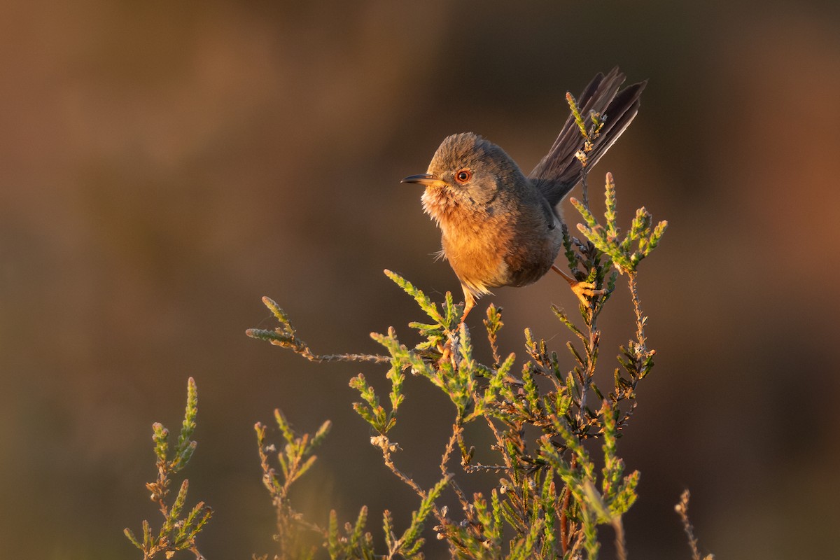 Fauvette pitchou - ML646986123